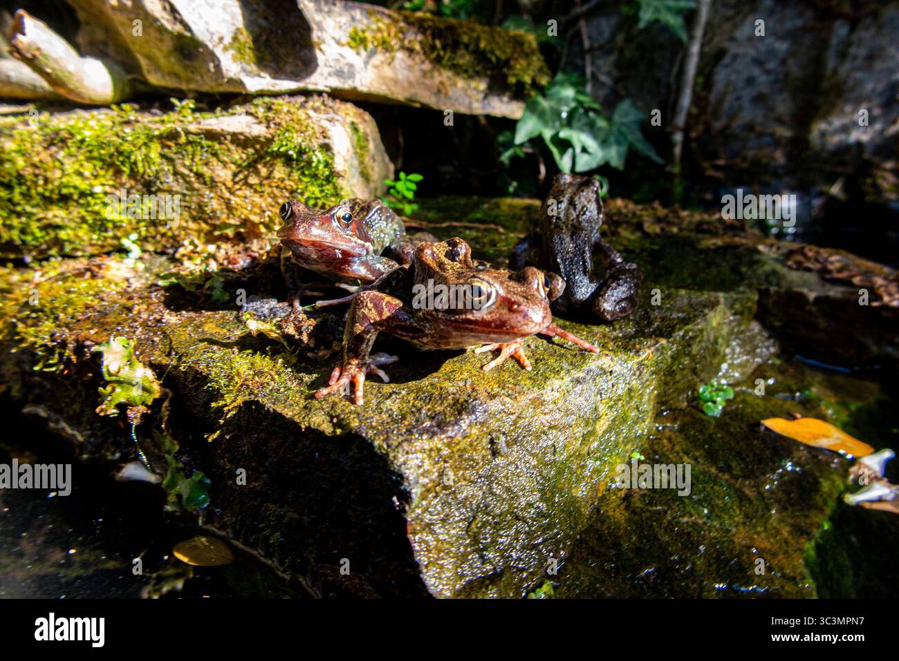 Grenouilles bronzant dans un étang de jardin urbain Banque D'Images