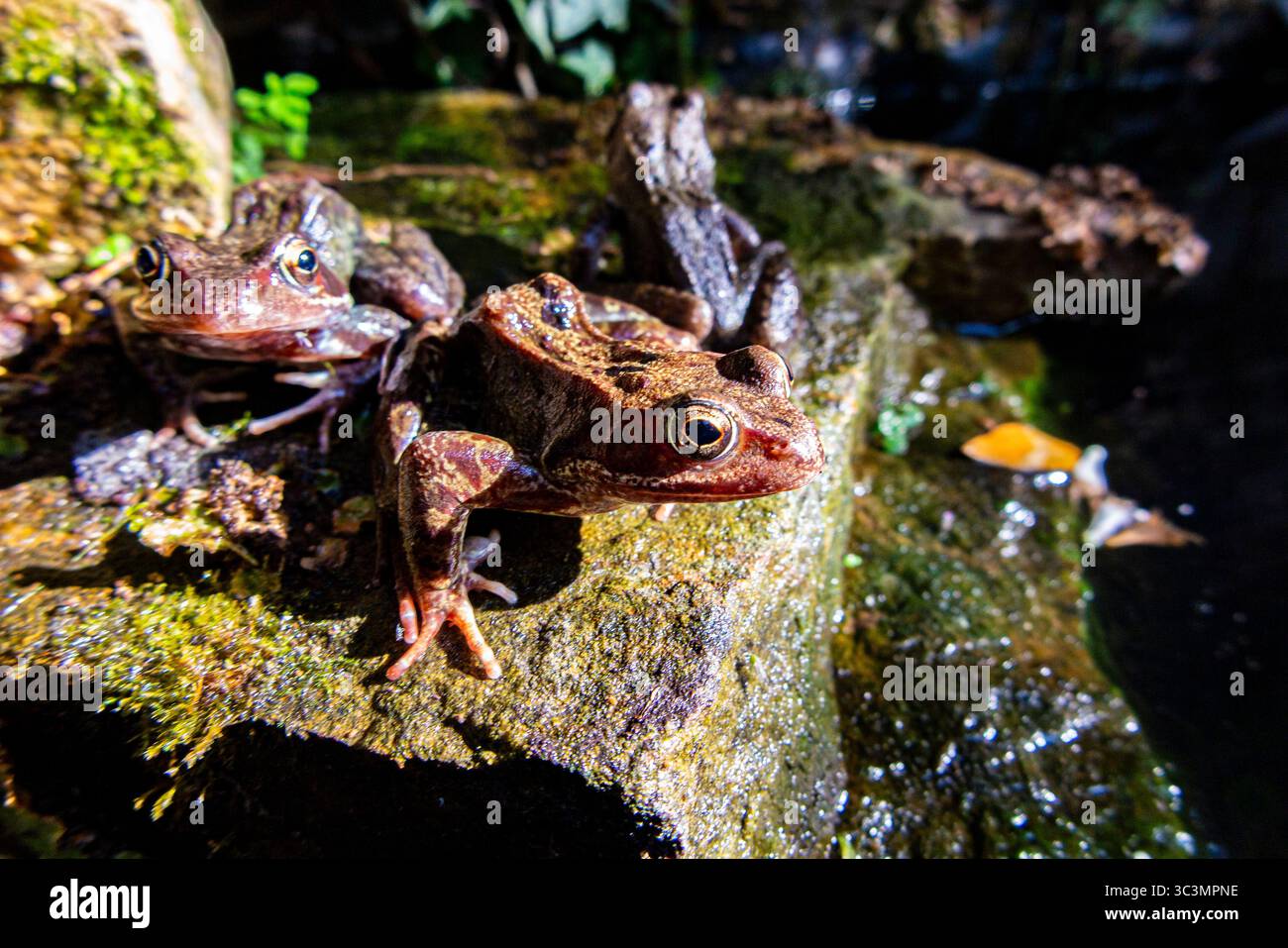 Grenouilles bronzant dans un étang de jardin urbain Banque D'Images