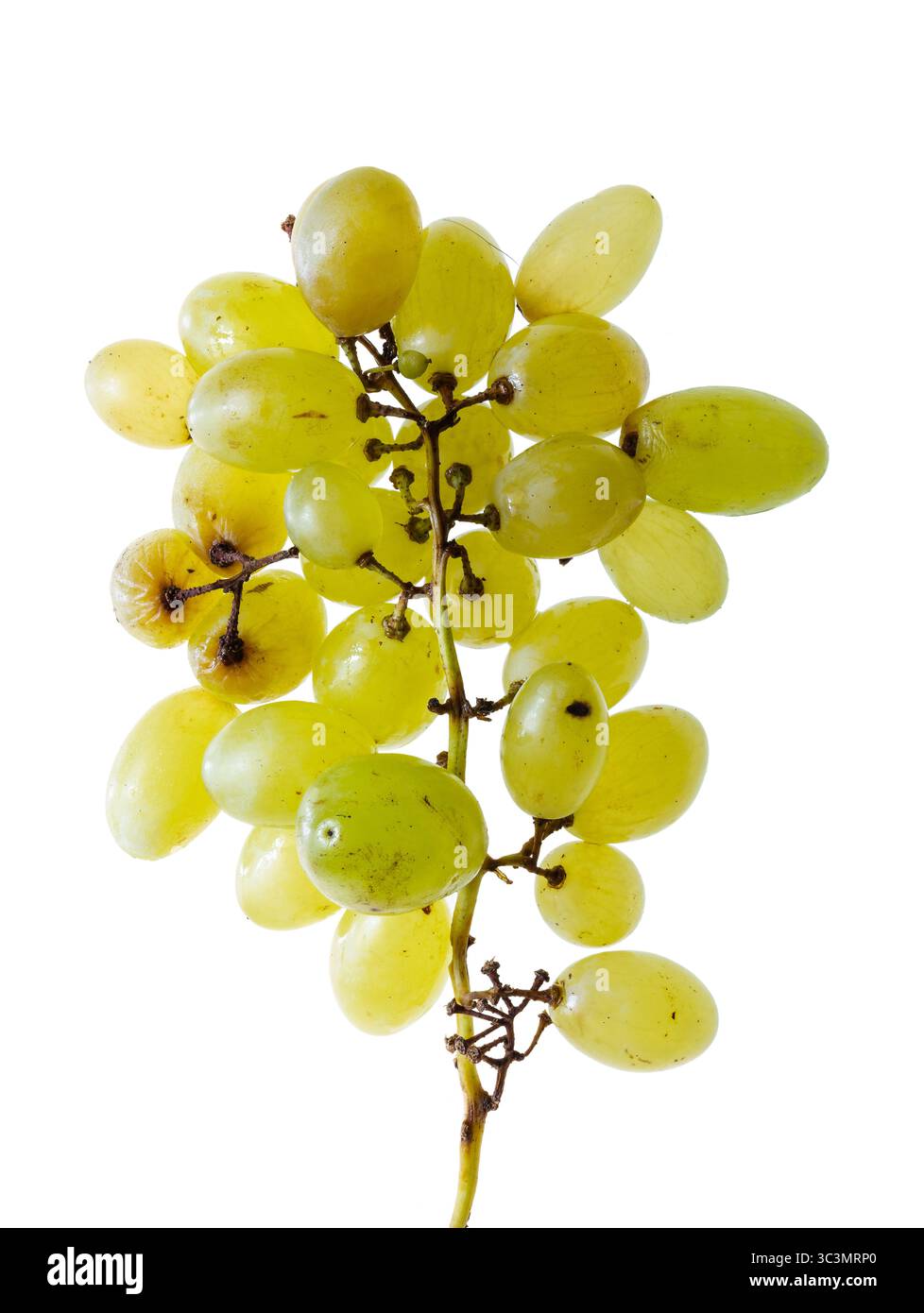 Vigne de raisin commun. Raisins (Vitis vinifera) du cépage blanc Pizzutello, généralement consommés frais comme raisins de table. Vue latérale, fond blanc Banque D'Images