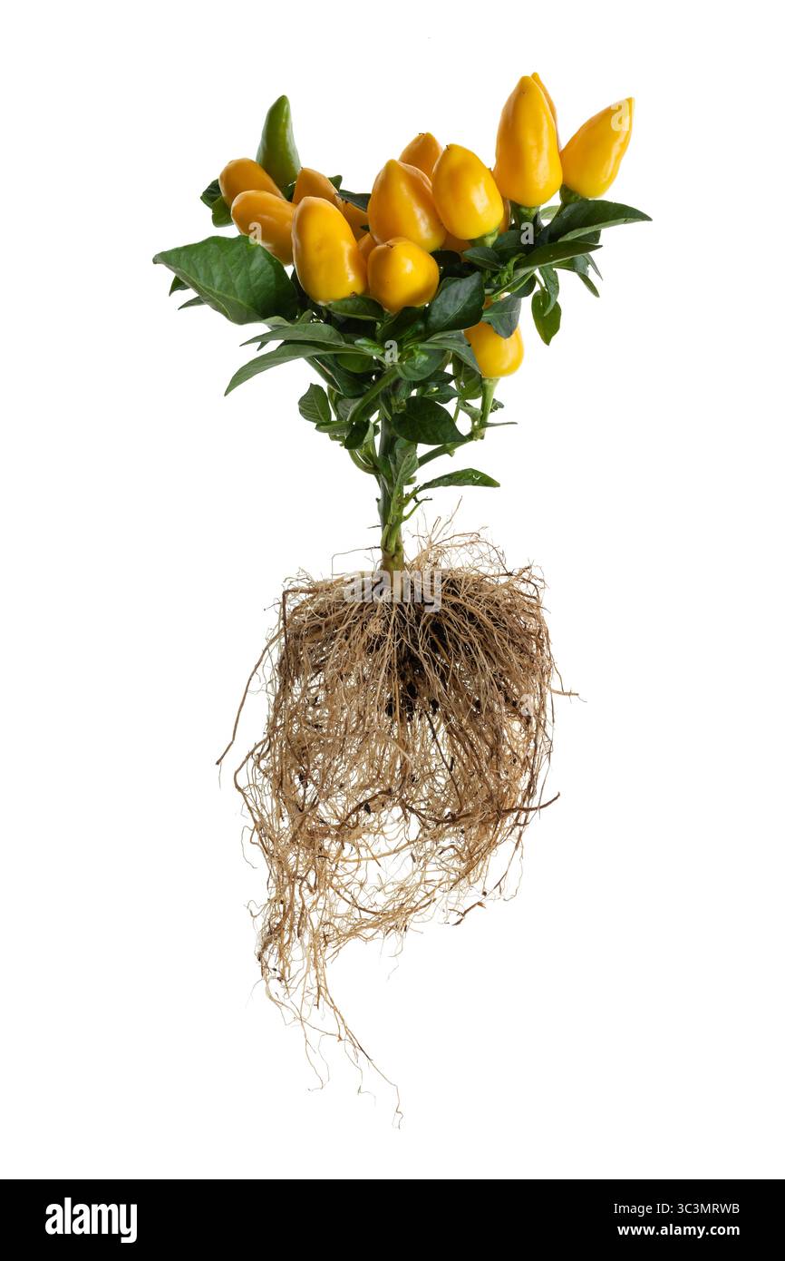 Plante de piment jaune. Petite plante de poivron jaune ornemental (Capsicum annuum) de la variété 'Sombrero', racines exposées. Fond blanc. Banque D'Images