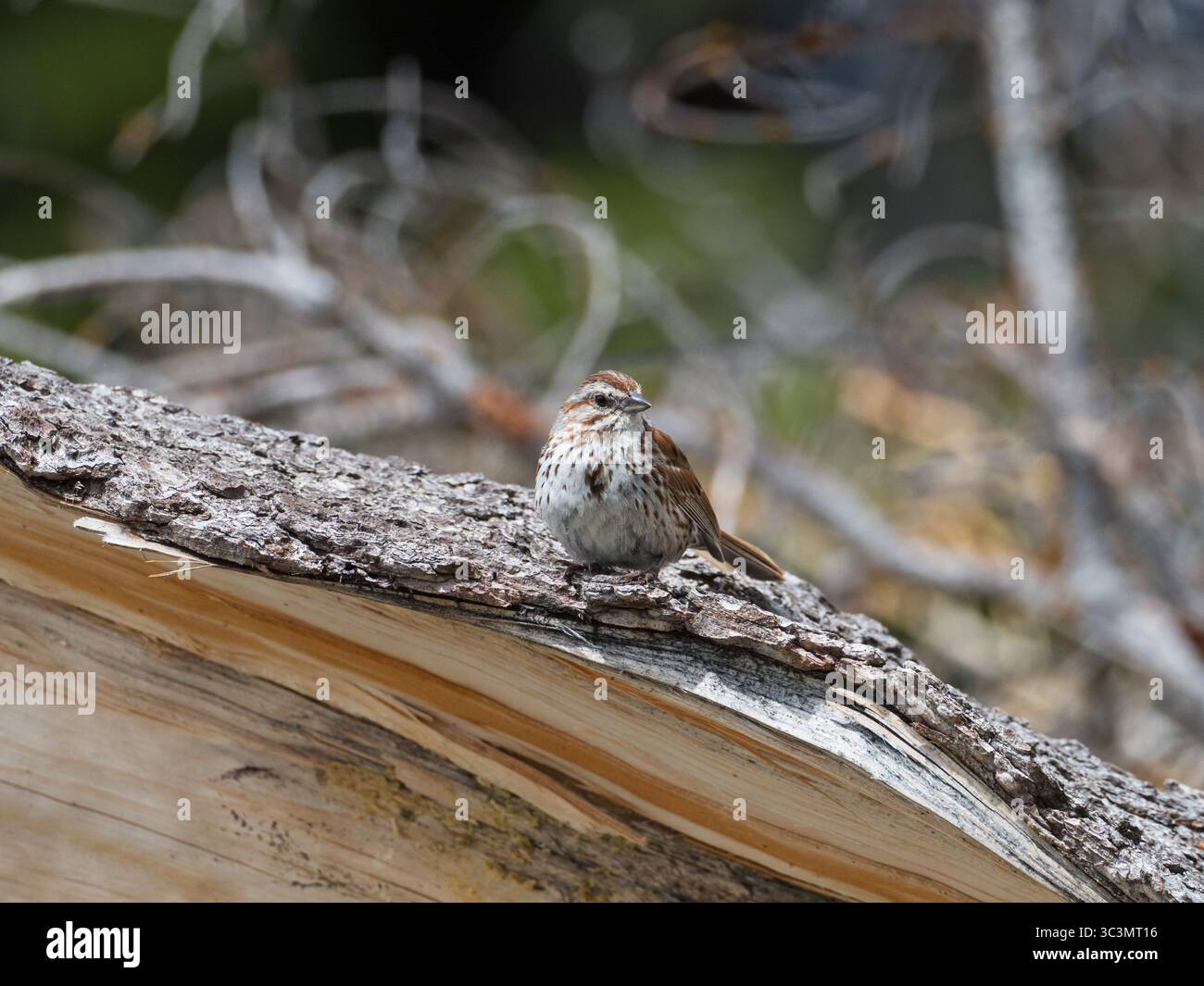 Sparrow Melospiza melodia perché sur un tronc d'arbre tombé, à côté d'un sentier naturel, près de Schwabacher Landing Road, Grand Teton National Park, Wyomin Banque D'Images
