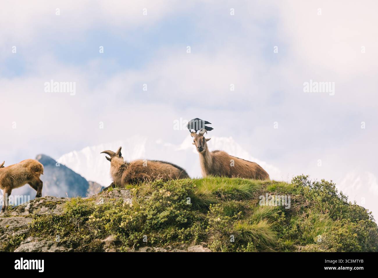 Dans les montagnes de l'Himalaya, Thars repose sur une herbe luxuriante entourée de sommets à couper le souffle. Un corbeau se perche sur le Thar, mettant en valeur le WIL unique de la région Banque D'Images