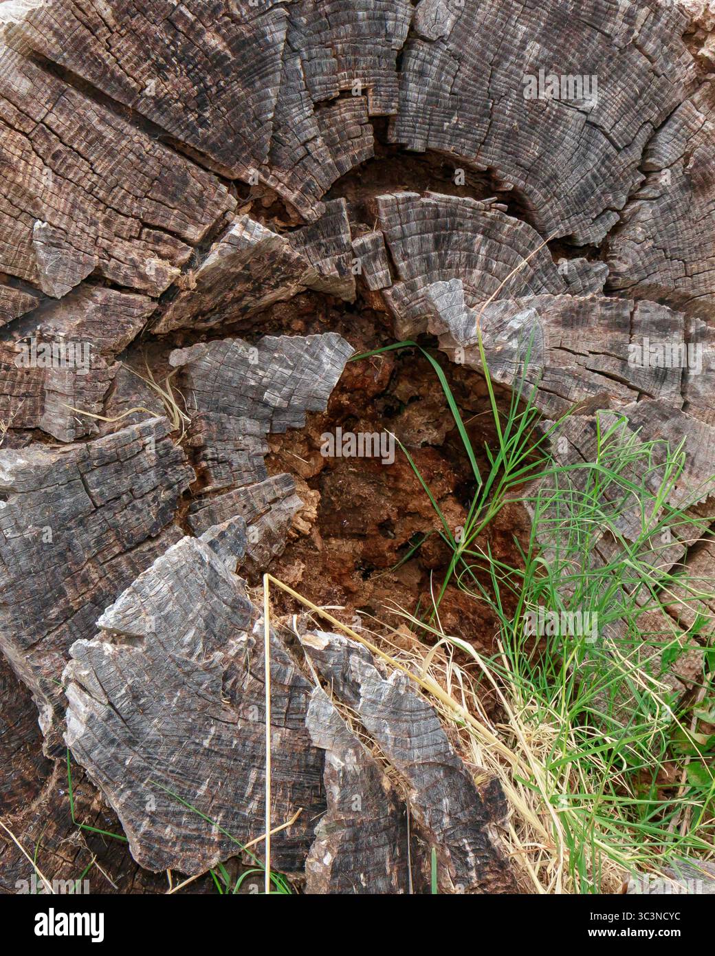 Le grain de bois d'une souche d'arbre en décomposition est fendu, avec des détritus visibles dans le centre creux. De l'herbe verte et des lames sèches poussent sur la surface de la souche sur un Banque D'Images