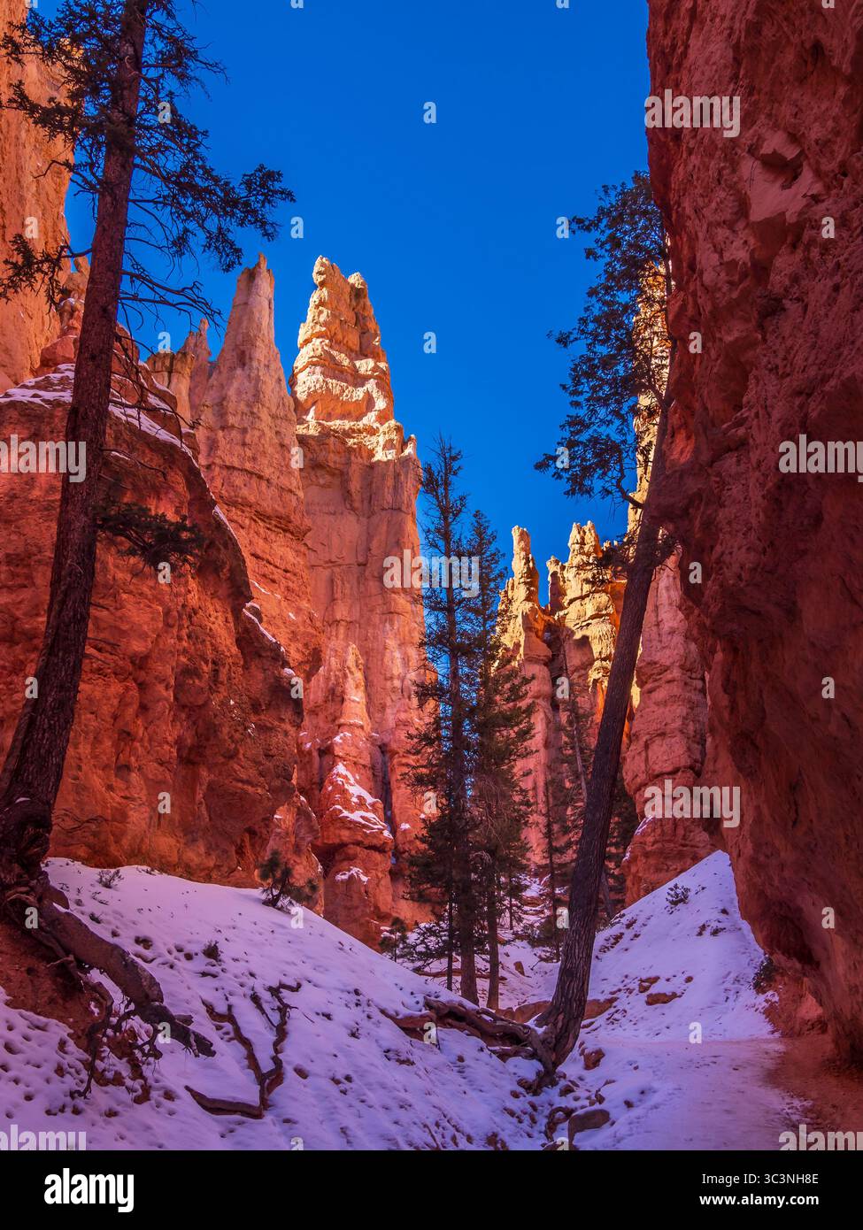Amphithéâtre de Bryce depuis le Navajo Loop Trail, hiver, parc national de Bryce Canyon, Utah. Banque D'Images