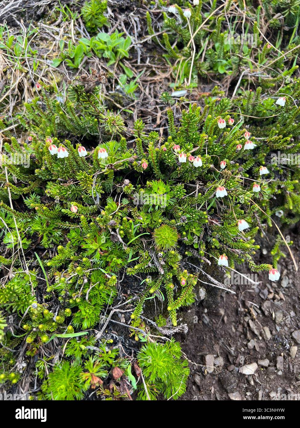 Gros plan de Cassiope arctique (Cassiope tetragona) fleurissant avec de minuscules fleurs blanches en forme de cloche sur le sol de la toundra en Alaska. Flore alpine résiliente. Banque D'Images