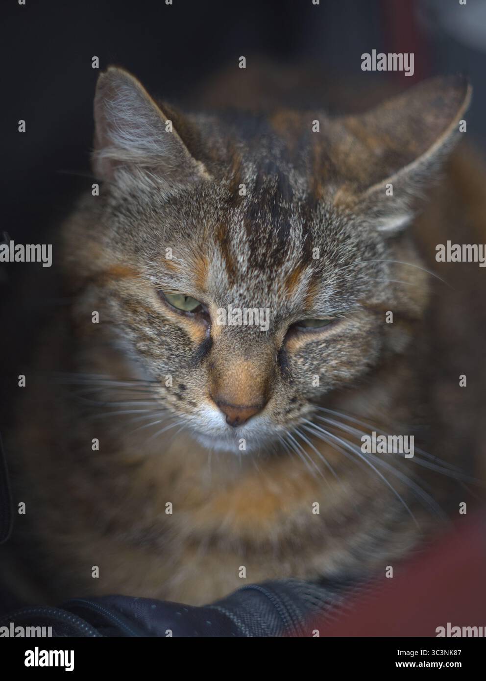 Un chat qui s'endort Banque D'Images