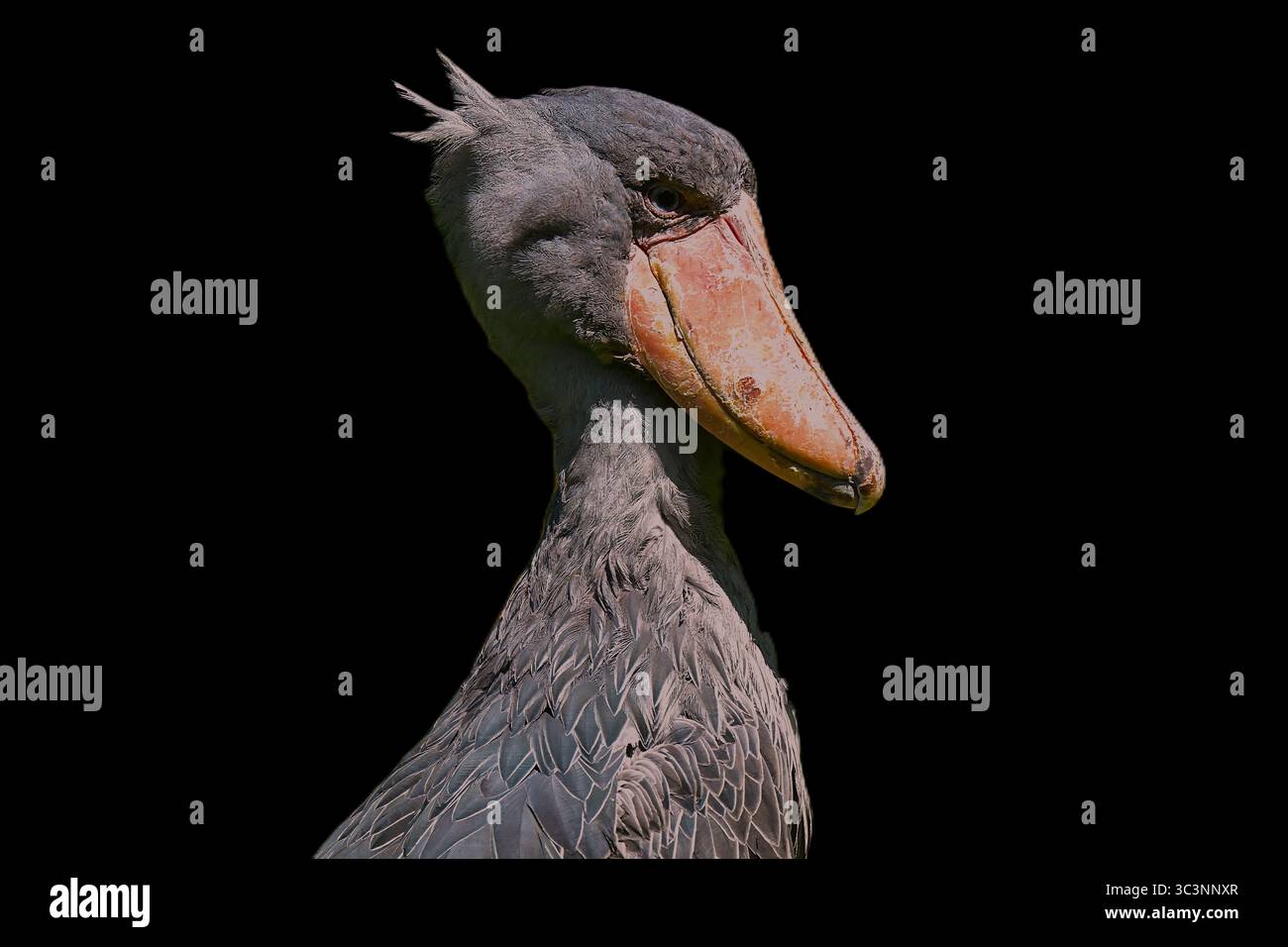 Schuhschnabel, Balaeniceps rex, Shoebill Banque D'Images