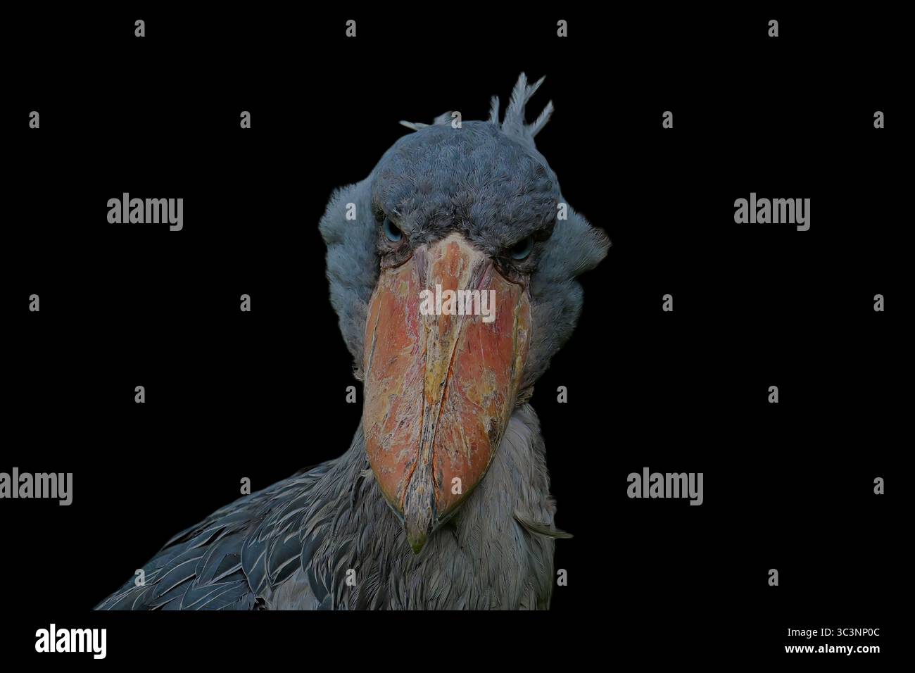 Schuhschnabel, Balaeniceps rex, Shoebill Banque D'Images