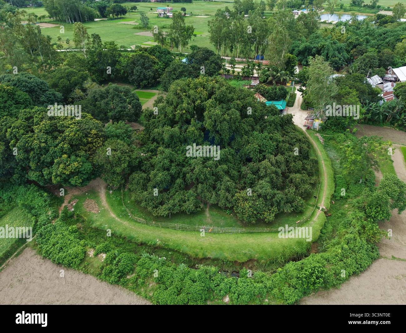 Vue de dessus incroyable du plus grand manguier du monde situé dans le district de Thakurgaon au Bangladesh. Banque D'Images