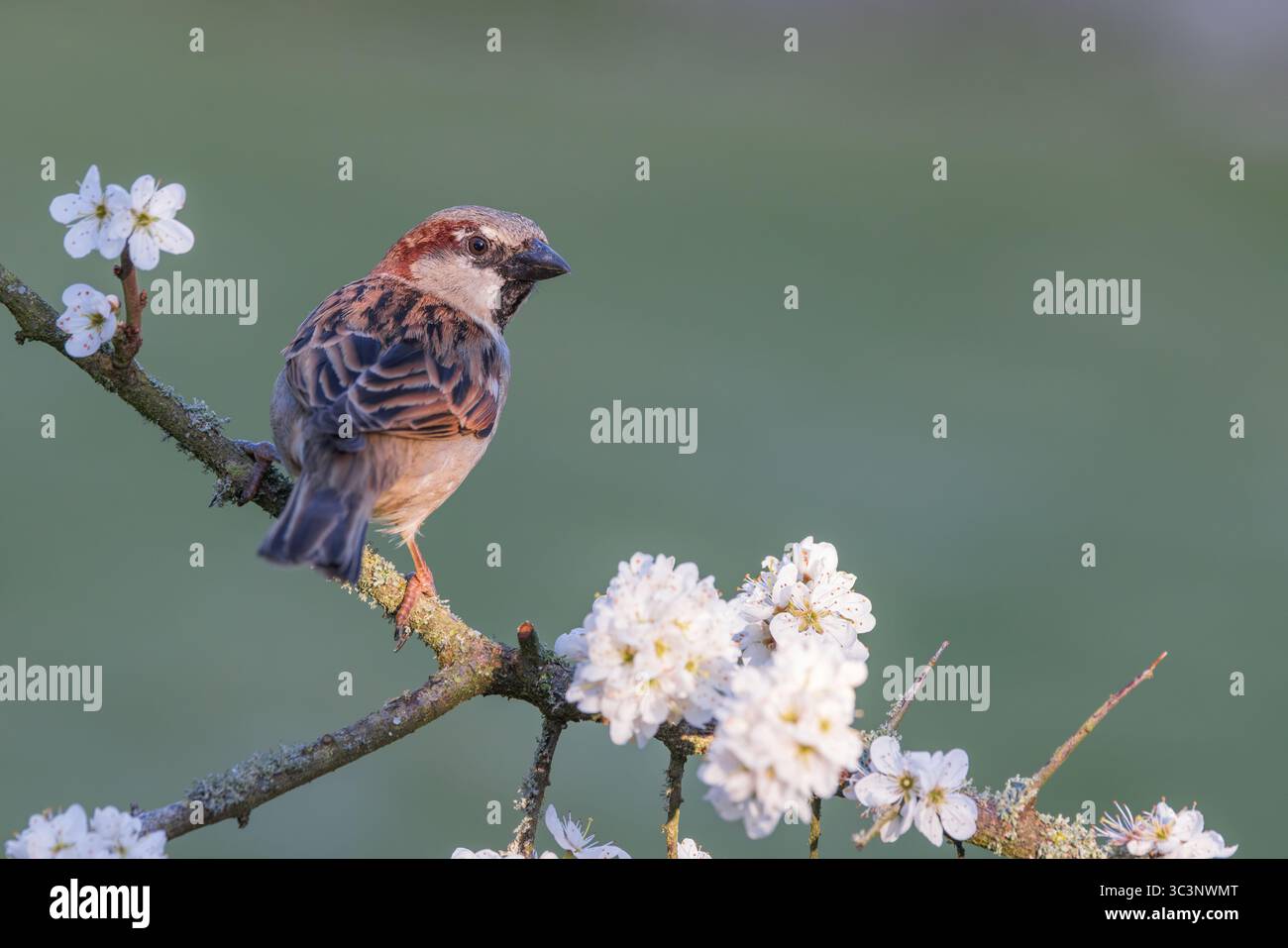 Moineau de maison [ passer domesticus ] oiseau mâle sur la tige d'un arbuste à fleurs de Blackthorn Banque D'Images