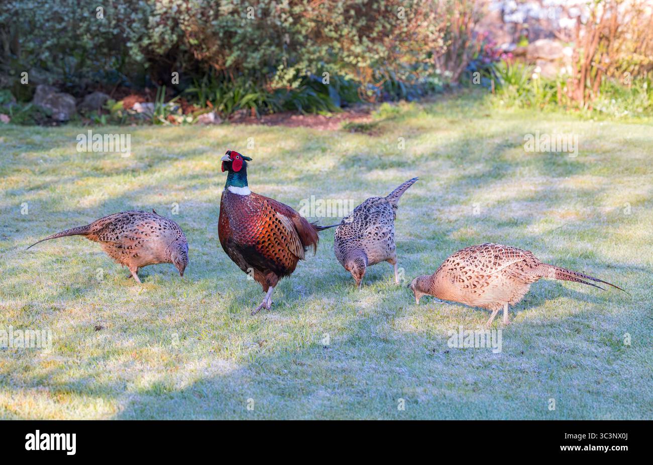 Faisan [ Phasianus colchicus ] mâle et 3 femelles oiseaux sur la pelouse du jardin Banque D'Images