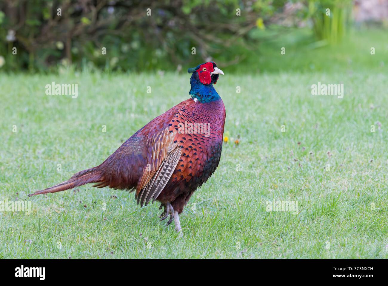 Faisan [ Phasianus colchicus ] oiseau mâle sur la pelouse du jardin Banque D'Images