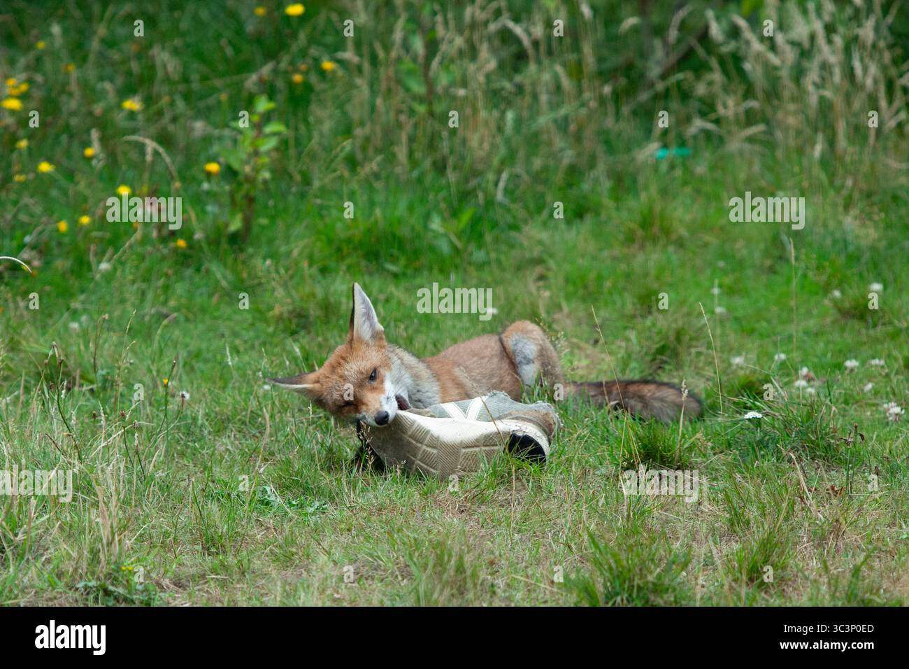 Météo britannique, 26 juillet 2025 : un renard juvénile, survivant d'une portée de quatre personnes née en mars, se détache sur une pelouse à Clapham avec sa mère. La fourrure du petit de quatre mois est lisse par rapport à la mère plutôt déconcertée, qui a également une coupure sur son cou et boite. Le plus jeune renard a mâché un entraîneur qui a été gardé dans le jardin tout l'été comme jouet. Anna Watson/Alamy Live News Banque D'Images