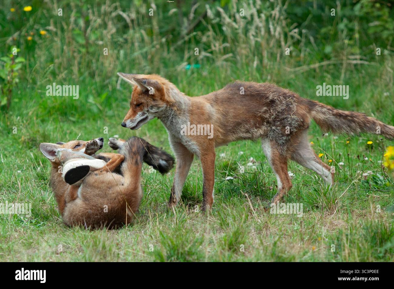 Météo britannique, 26 juillet 2025 : un renard juvénile, survivant d'une portée de quatre personnes née en mars, se détache sur une pelouse à Clapham avec sa mère. La fourrure du petit de quatre mois est lisse par rapport à la mère plutôt déconcertée, qui a également une coupure sur son cou et boite. Le plus jeune renard a mâché un entraîneur qui a été gardé dans le jardin tout l'été comme jouet. Anna Watson/Alamy Live News Banque D'Images
