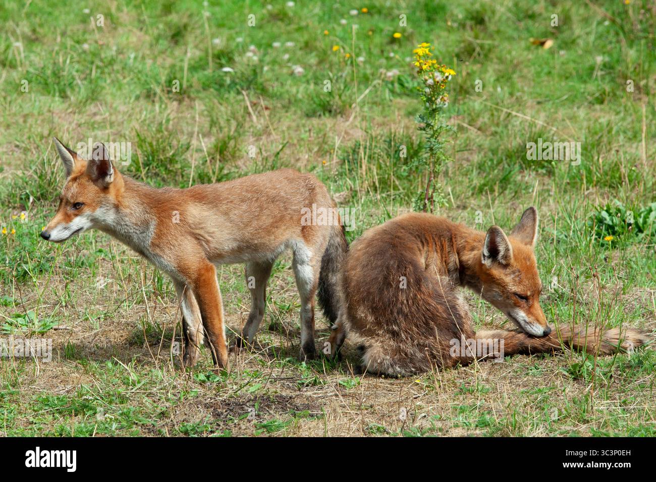 Météo britannique, 26 juillet 2025 : un renard juvénile, survivant d'une portée de quatre personnes née en mars, se détache sur une pelouse à Clapham avec sa mère. La fourrure du petit de quatre mois est lisse par rapport à la mère plutôt déconcertée, qui a également une coupure sur son cou et boite. Le plus jeune renard a mâché un entraîneur qui a été gardé dans le jardin tout l'été comme jouet. Anna Watson/Alamy Live News Banque D'Images
