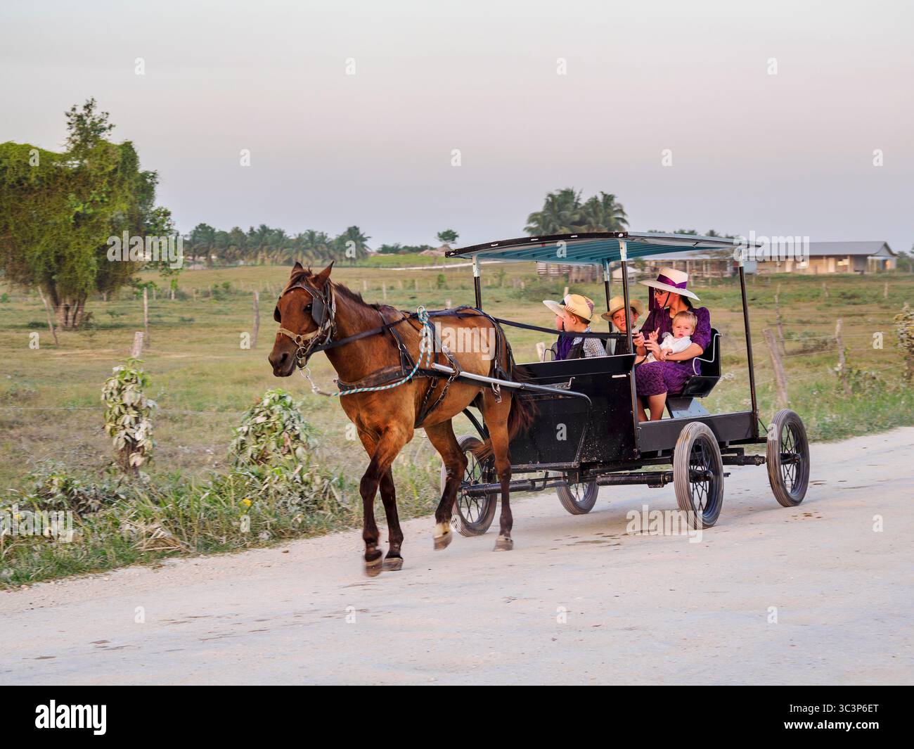Chariot tiré par des chevaux sur la route de terre au coucher du soleil, colonie mennonite, chantier naval, Orange Walk District, Belize Banque D'Images
