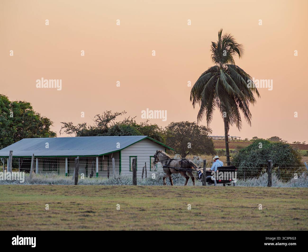 Chariot tiré par des chevaux sur la route de terre au coucher du soleil, colonie mennonite, chantier naval, Orange Walk District, Belize Banque D'Images