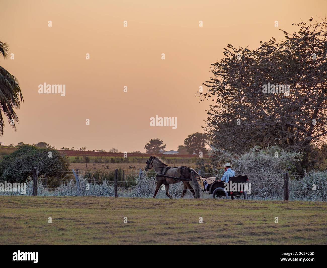 Chariot tiré par des chevaux sur la route de terre au coucher du soleil, colonie mennonite, chantier naval, Orange Walk District, Belize Banque D'Images