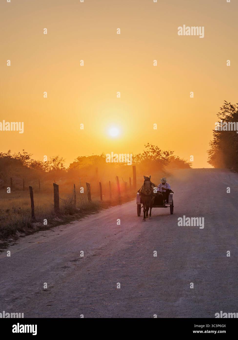 Chariot tiré par des chevaux sur la route de terre au coucher du soleil, colonie mennonite, chantier naval, Orange Walk District, Belize Banque D'Images