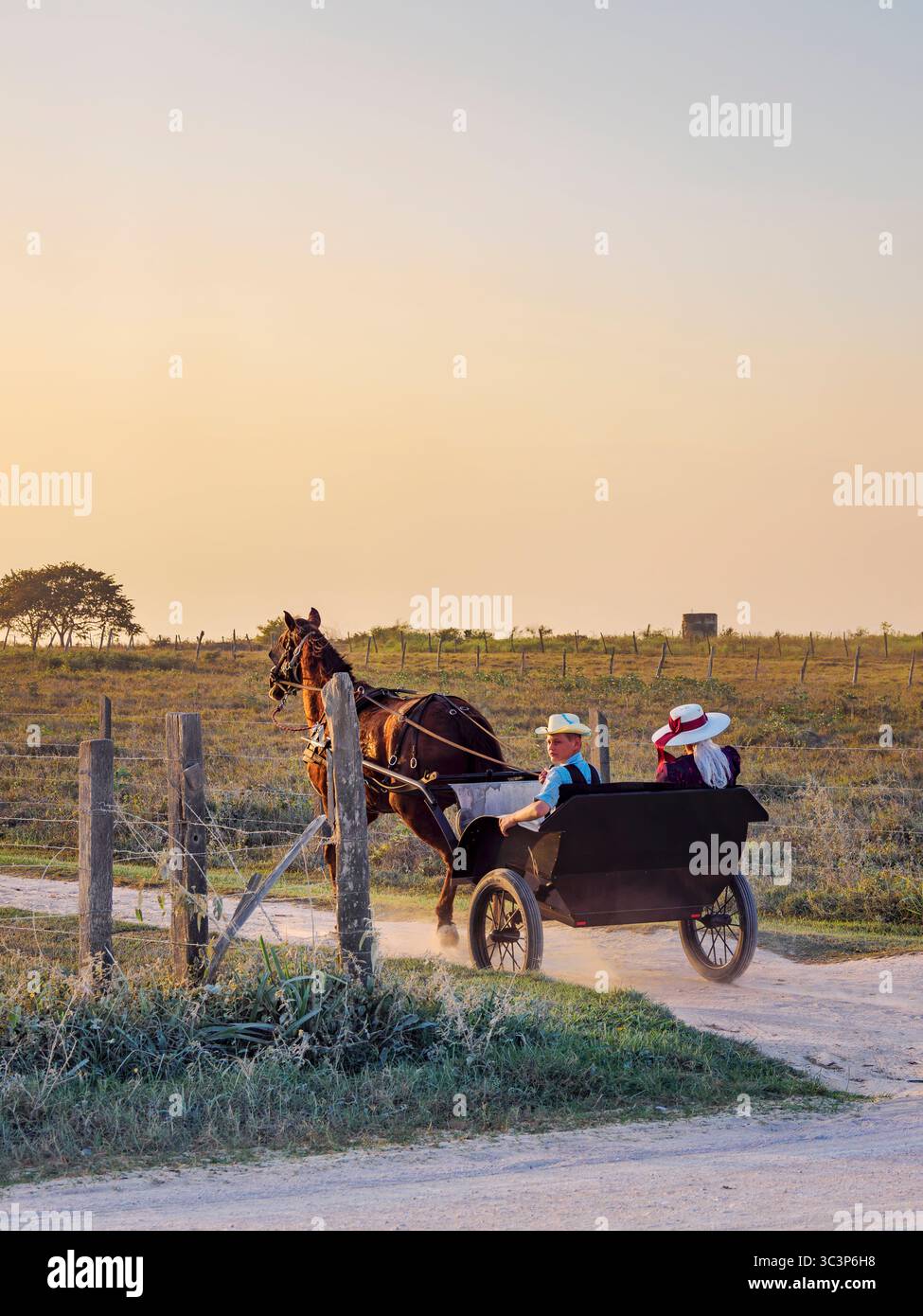 Chariot tiré par des chevaux sur la route de terre au coucher du soleil, colonie mennonite, chantier naval, Orange Walk District, Belize Banque D'Images