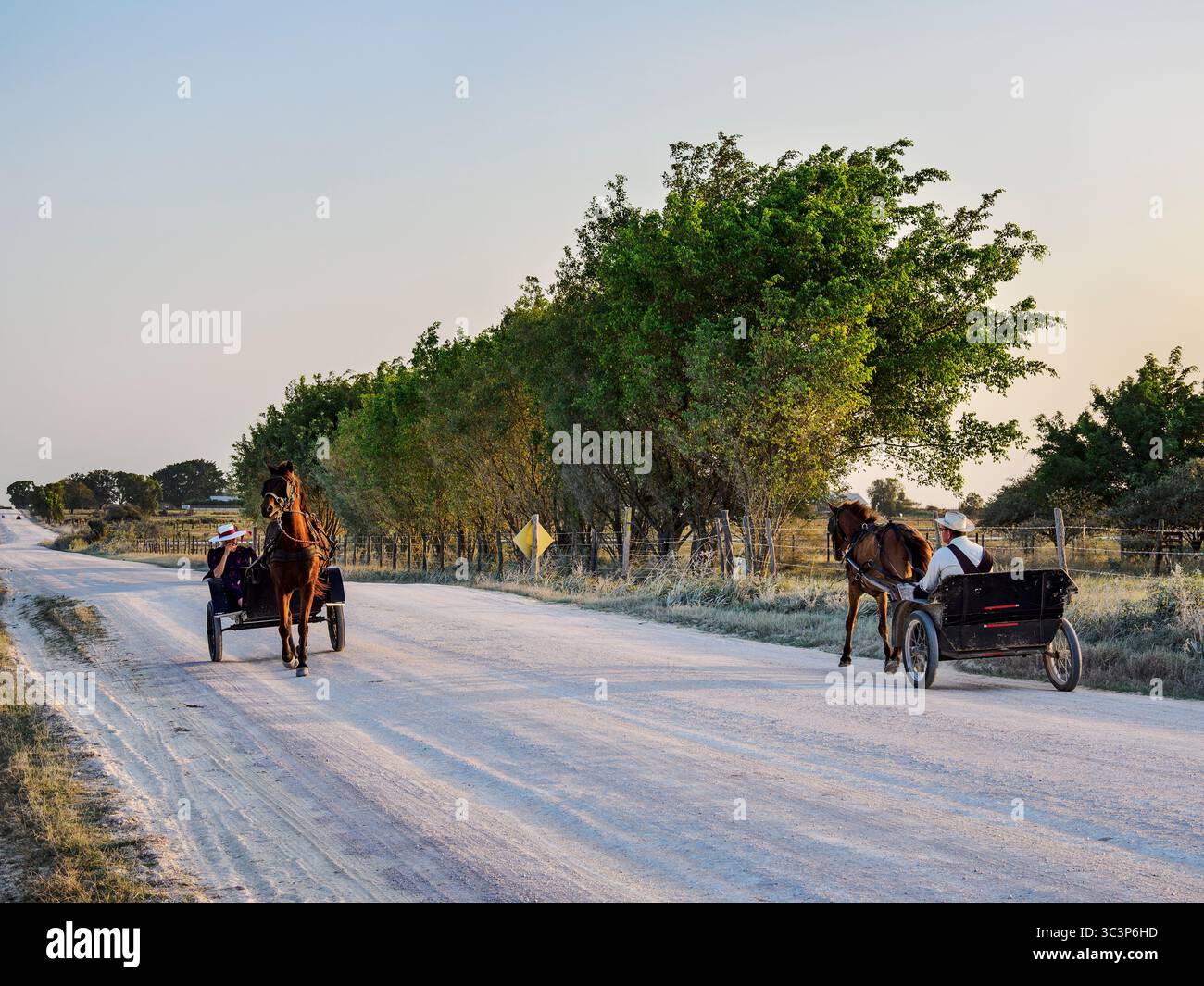 Chariot tiré par des chevaux sur la route de terre au coucher du soleil, colonie mennonite, chantier naval, Orange Walk District, Belize Banque D'Images