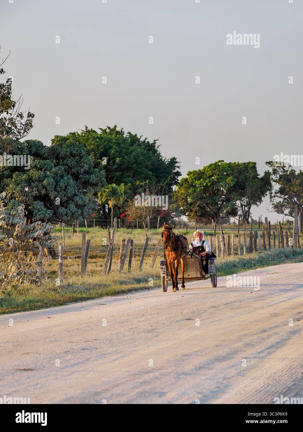 Chariot tiré par des chevaux sur la route de terre au coucher du soleil, colonie mennonite, chantier naval, Orange Walk District, Belize Banque D'Images