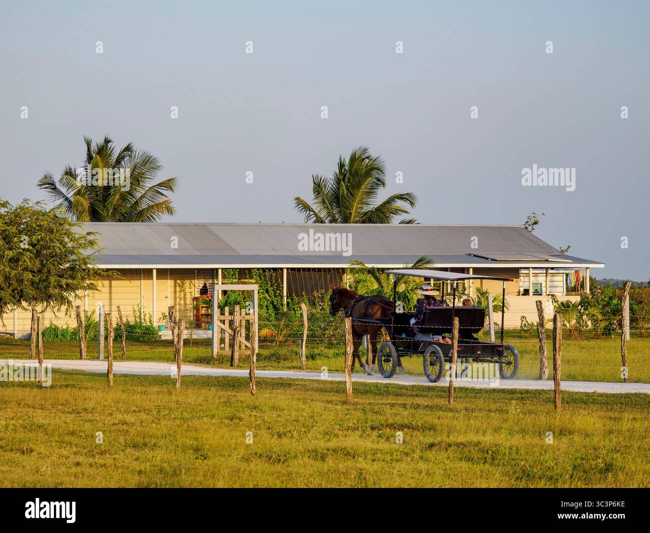 Chariot tiré par des chevaux sur la route de terre au coucher du soleil, colonie mennonite, chantier naval, Orange Walk District, Belize Banque D'Images
