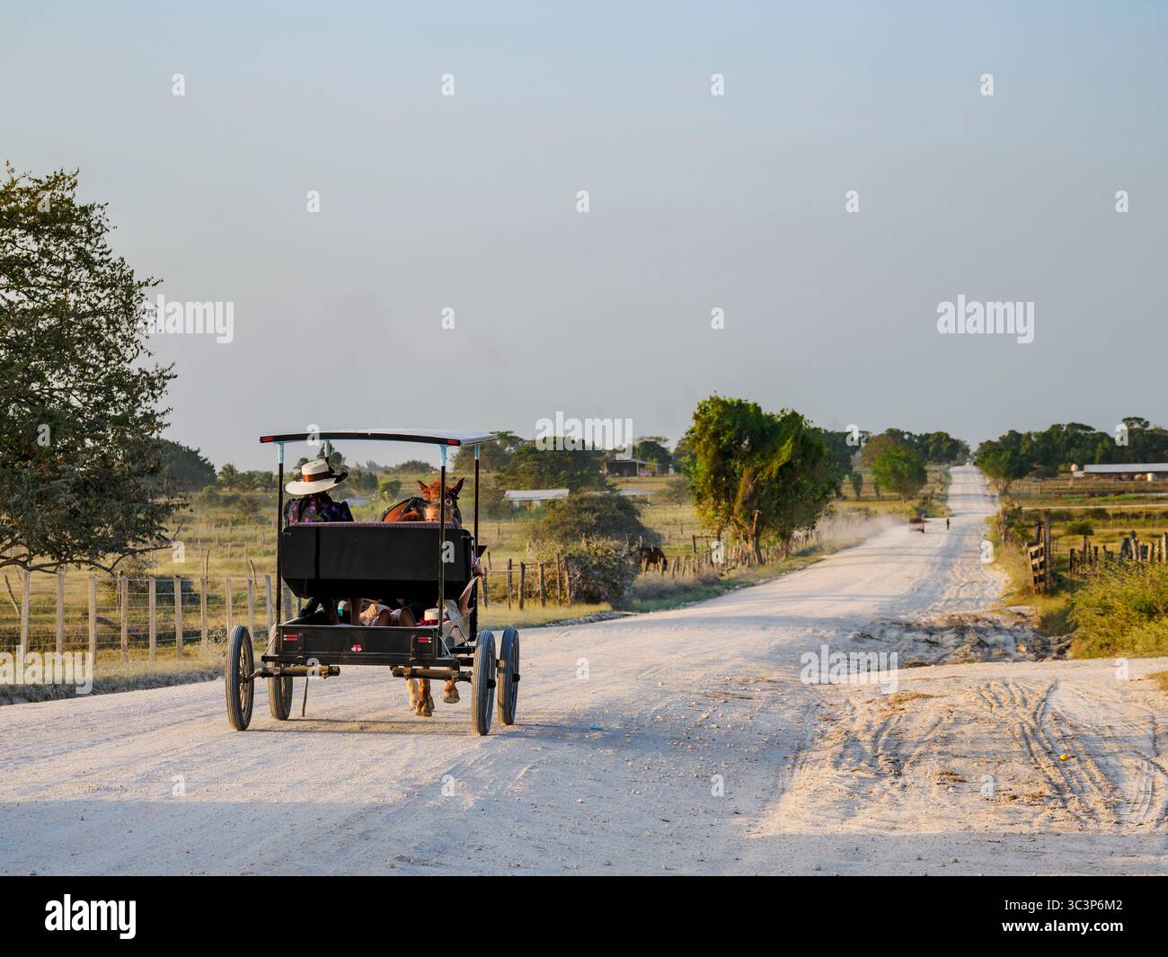 Chariot tiré par des chevaux sur la route de terre au coucher du soleil, colonie mennonite, chantier naval, Orange Walk District, Belize Banque D'Images