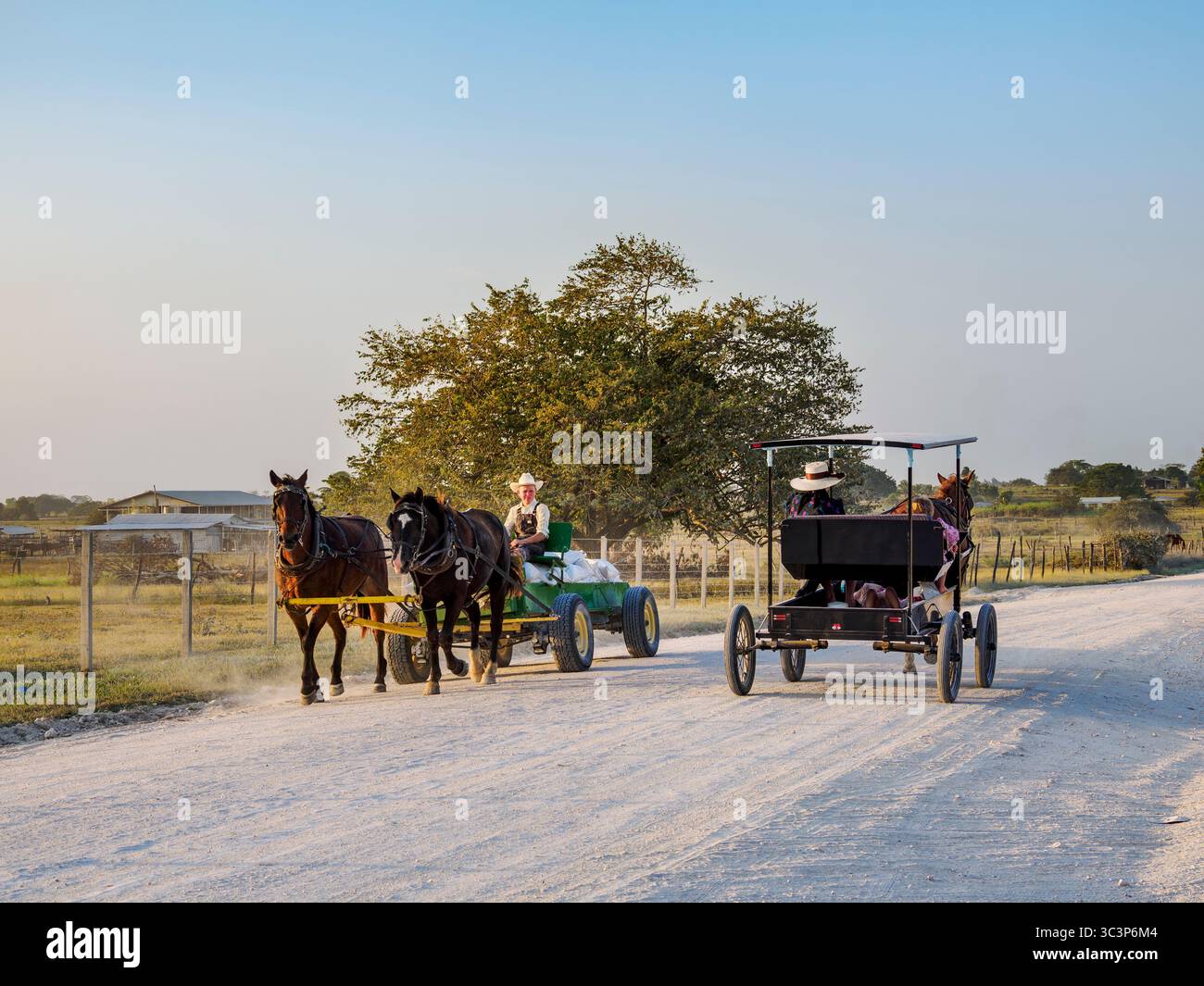 Chariots tirés par des chevaux sur la route de terre au coucher du soleil, colonie mennonite, chantier naval, Orange Walk District, Belize Banque D'Images