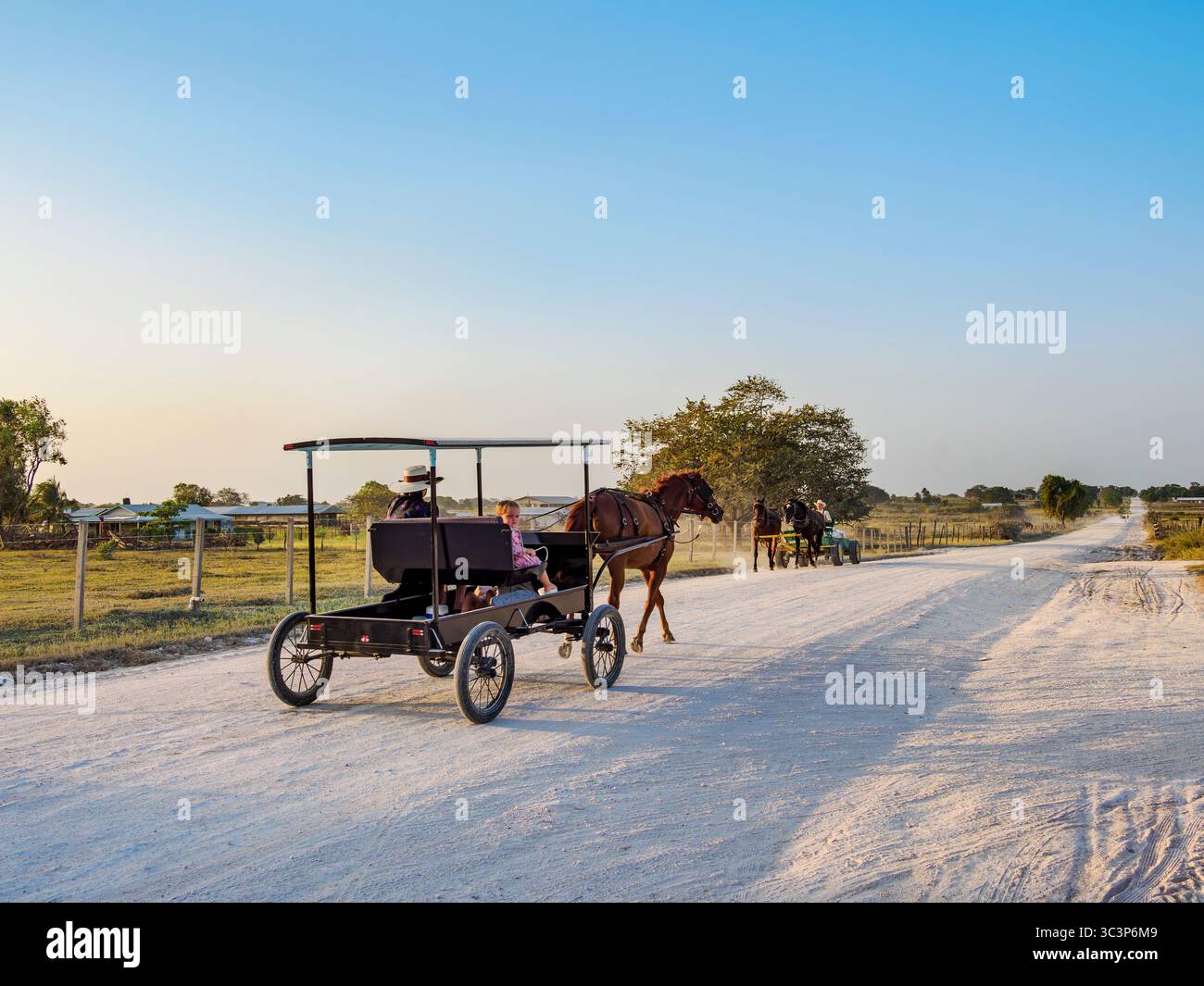 Chariot tiré par des chevaux sur la route de terre au coucher du soleil, colonie mennonite, chantier naval, Orange Walk District, Belize Banque D'Images
