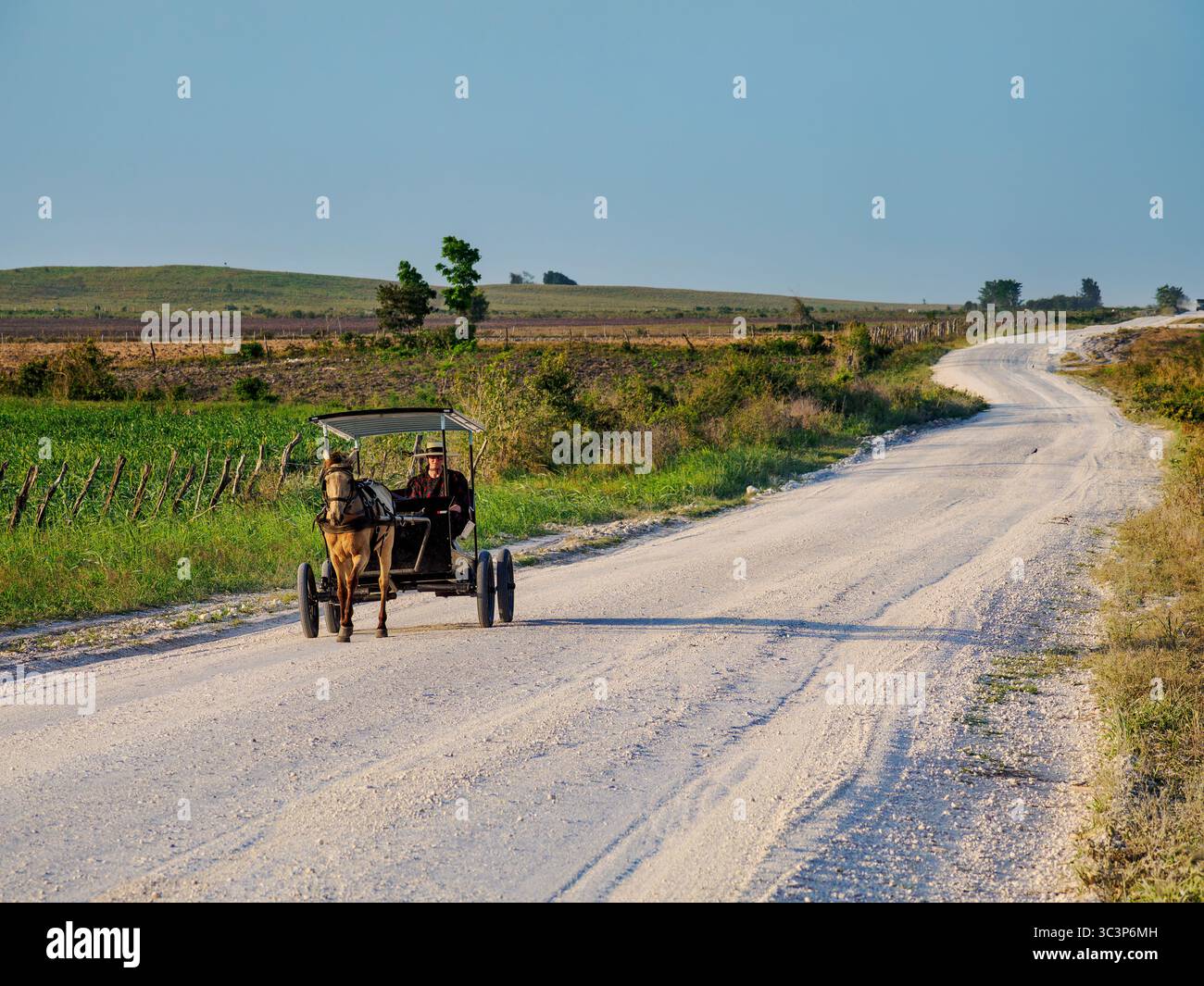 Chariot tiré par des chevaux sur la route de terre au coucher du soleil, colonie mennonite, chantier naval, Orange Walk District, Belize Banque D'Images