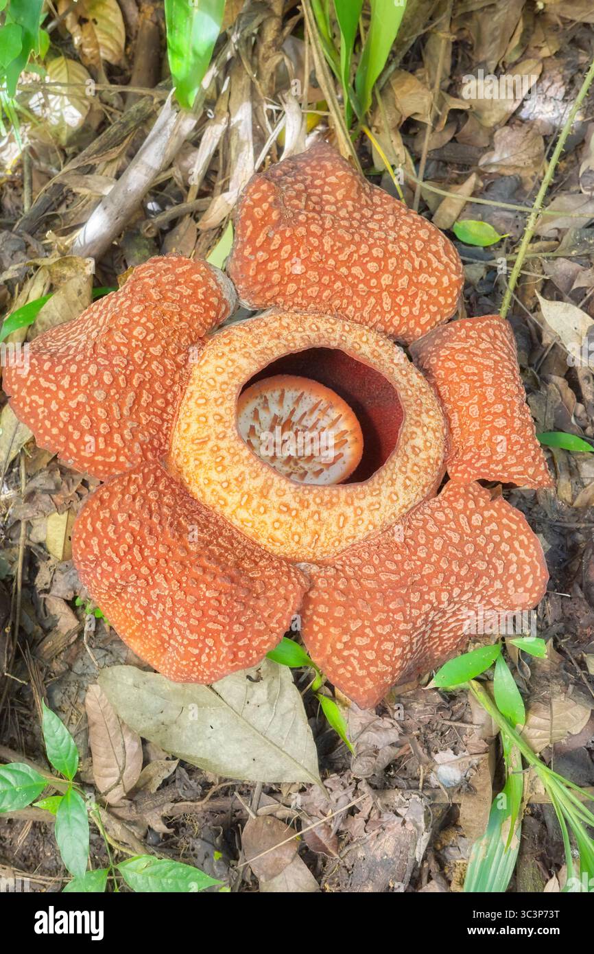 Floraison de Rafflesia dans la forêt tropicale de Bornéo, Sabah, Malaisie. Banque D'Images