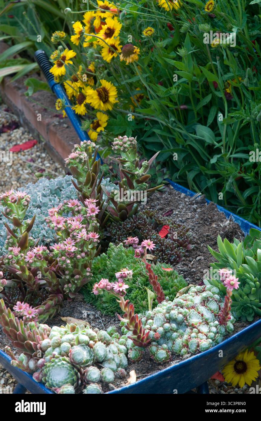Une brouette remplie de diverses succulentes met en valeur leurs couleurs et textures au milieu de fleurs jaunes florissantes par un après-midi ensoleillé. Banque D'Images