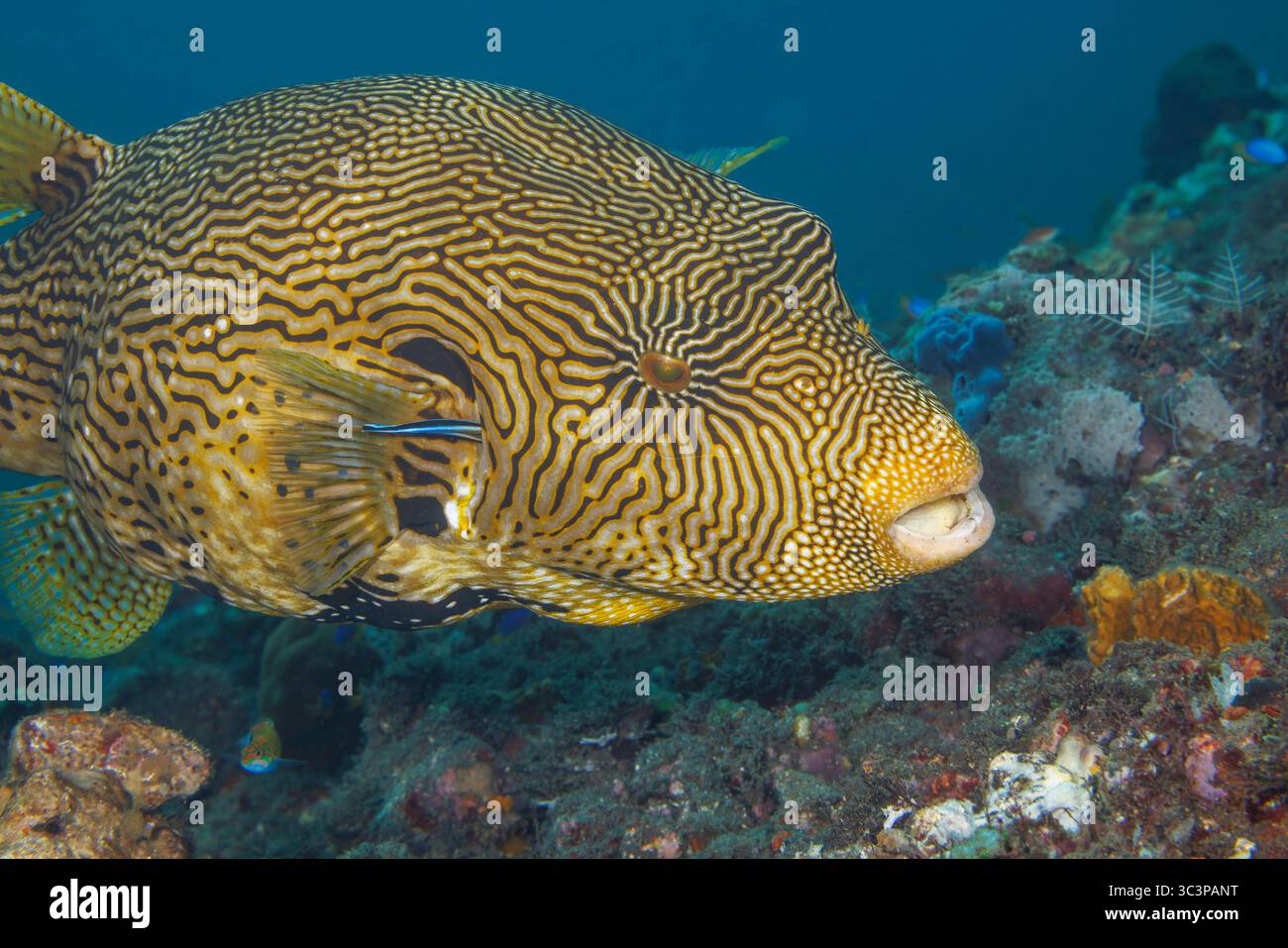 Dans les eaux chaudes et riches en biodiversité au large des côtes de Bali, en Indonésie, une carte frappante, Arothron mappa, plane calmement comme un wrasse plus propre, Labroid Banque D'Images