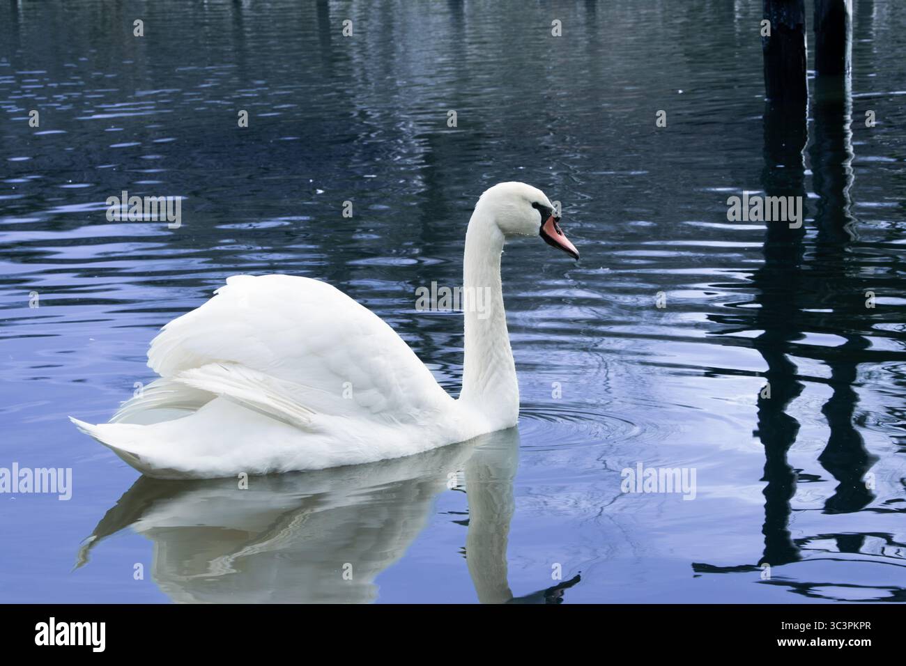 Magnifique cygne sur le lac Banque D'Images