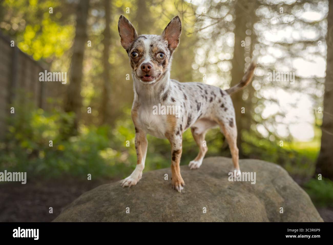 Chihuahua chien debout sur un rocher dans la forêt. Banque D'Images