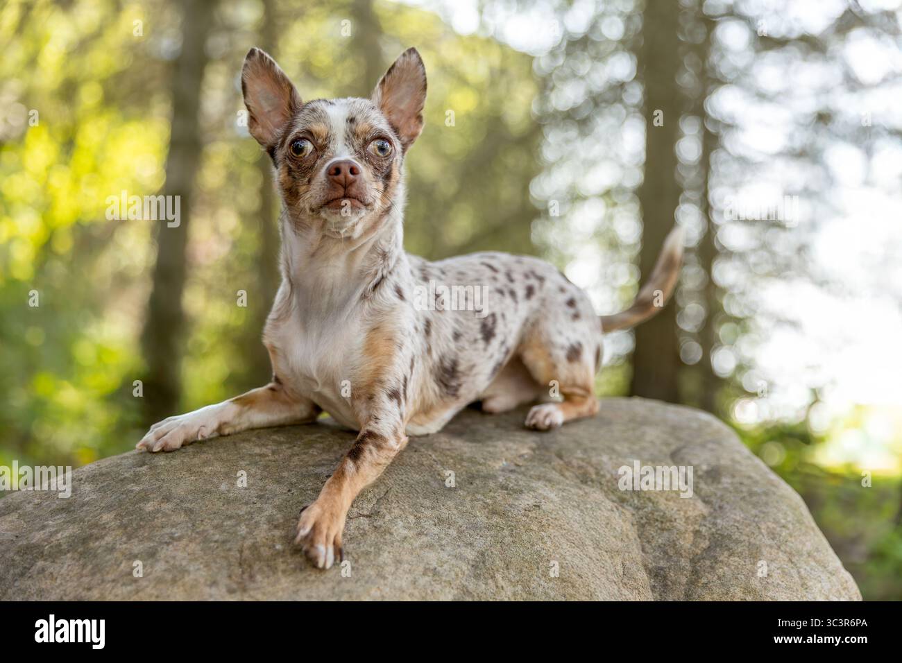 Chihuahua chien assis sur un rocher dans la forêt. Banque D'Images