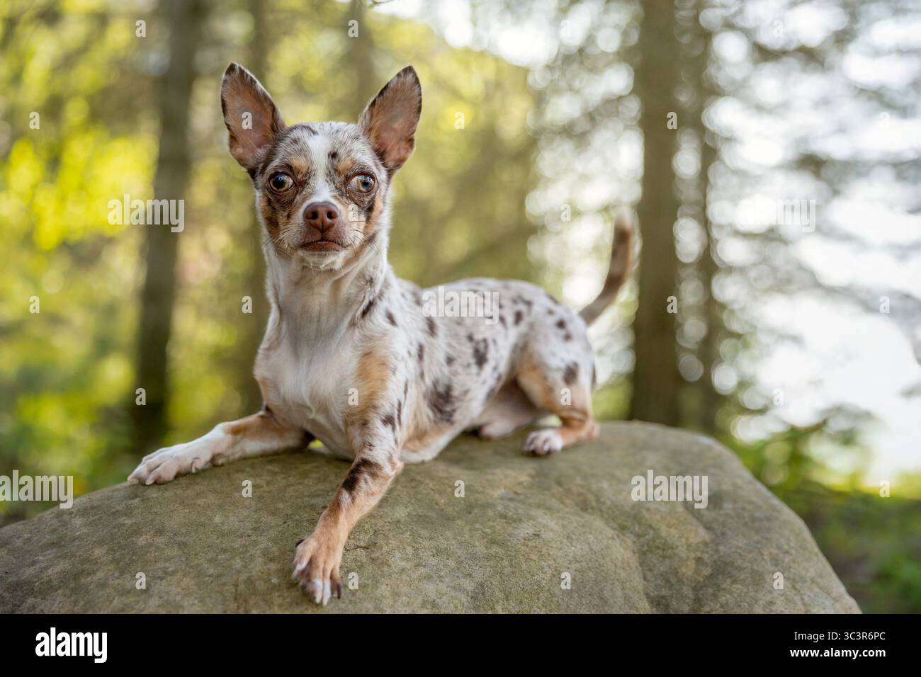 Chihuahua chien assis sur un rocher dans la forêt. Banque D'Images