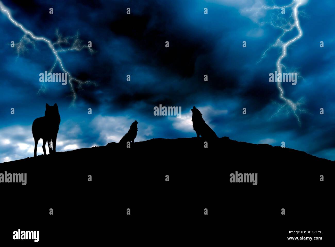 pack de loups hurlant la nuit Banque D'Images