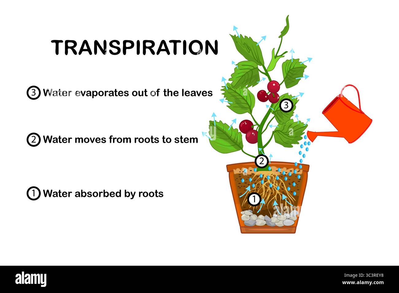 Stades de transpiration dans les plantes. Schéma montrant la transpiration dans la plante. Explication du mouvement ascendant avec programme éducatif. Illustration vectorielle Illustration de Vecteur