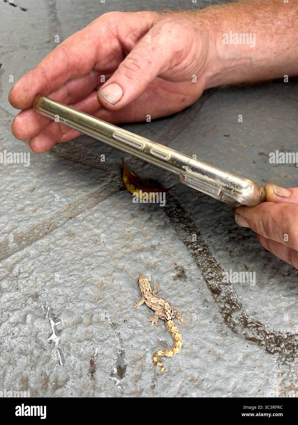 Homme utilisant un smartphone pour photographier un Gecko en deuil (Lepidodactylus lugubris), Cairns, Queensland, Australie. Pas DE MR ou PR Banque D'Images