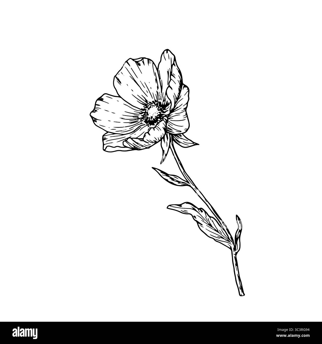 Fleurs de printemps avec pétales et feuilles, croquis noir et blanc. Illustration vectorielle. Fleurs de prairie, isolées sur fond blanc. Pour les invitations Illustration de Vecteur