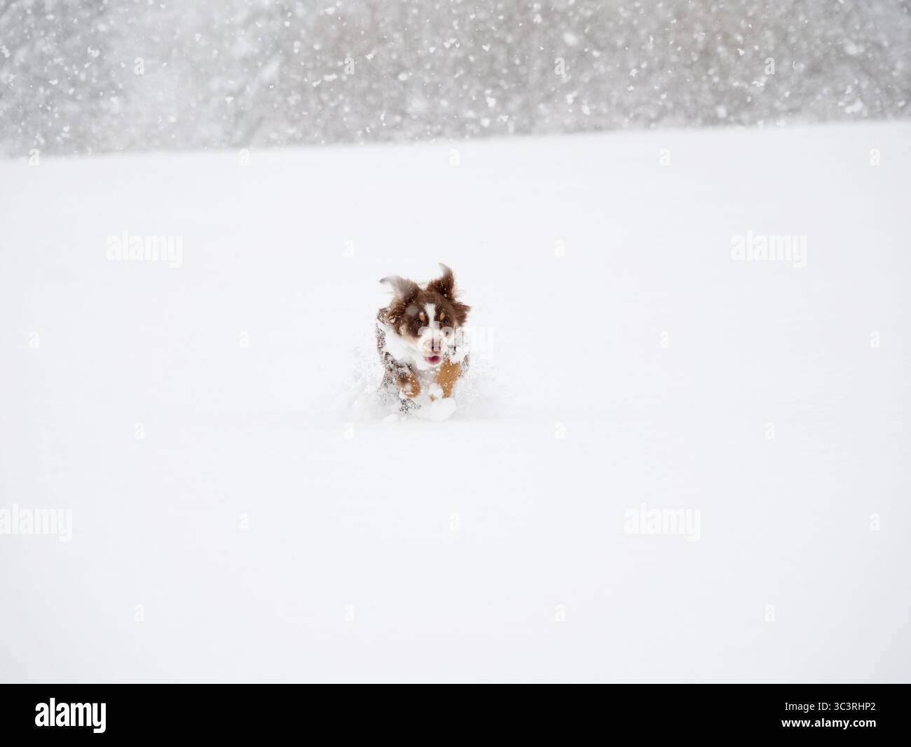 Chien court dans la neige Banque D'Images