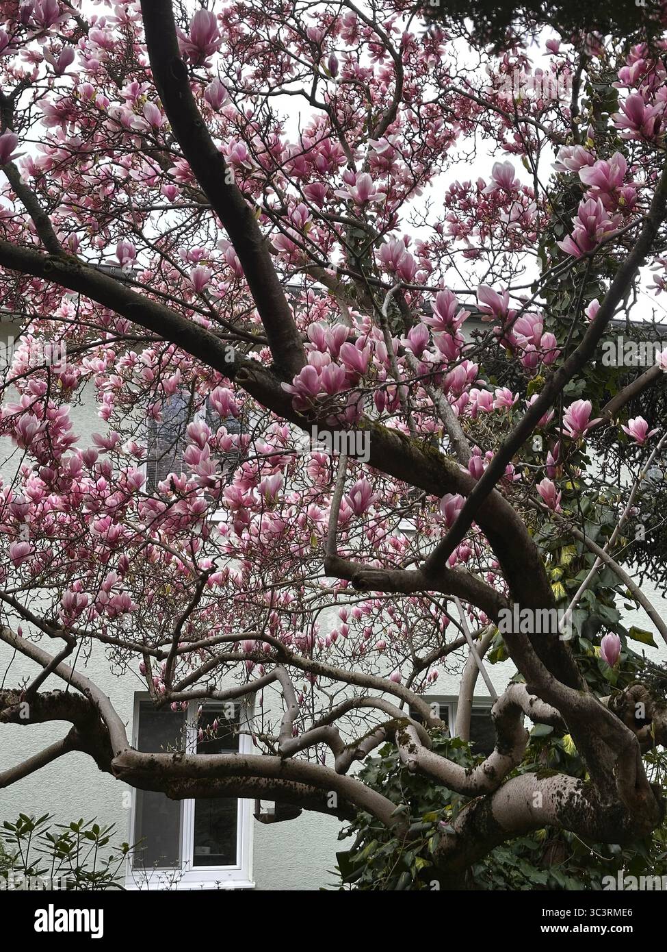 Arbre Magnolia en pleine floraison avec d'épais pétales roses et une structure traditionnelle visible sous les branches Banque D'Images