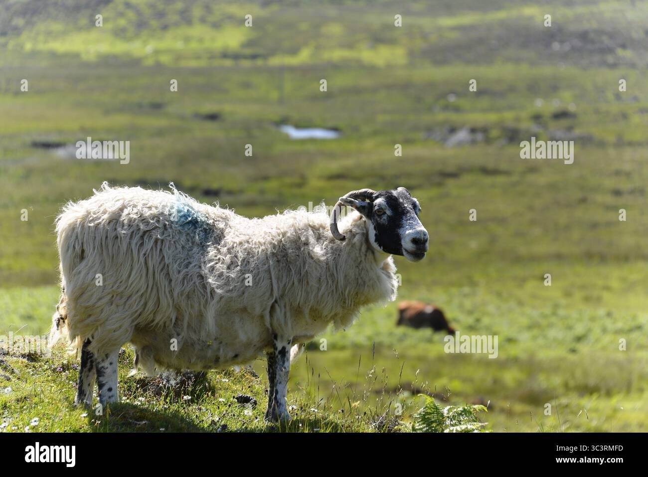 Mouton solitaire dans une vaste prairie verte sous un ciel ensoleillé, île de Skye, Écosse, Grande-Bretagne Banque D'Images