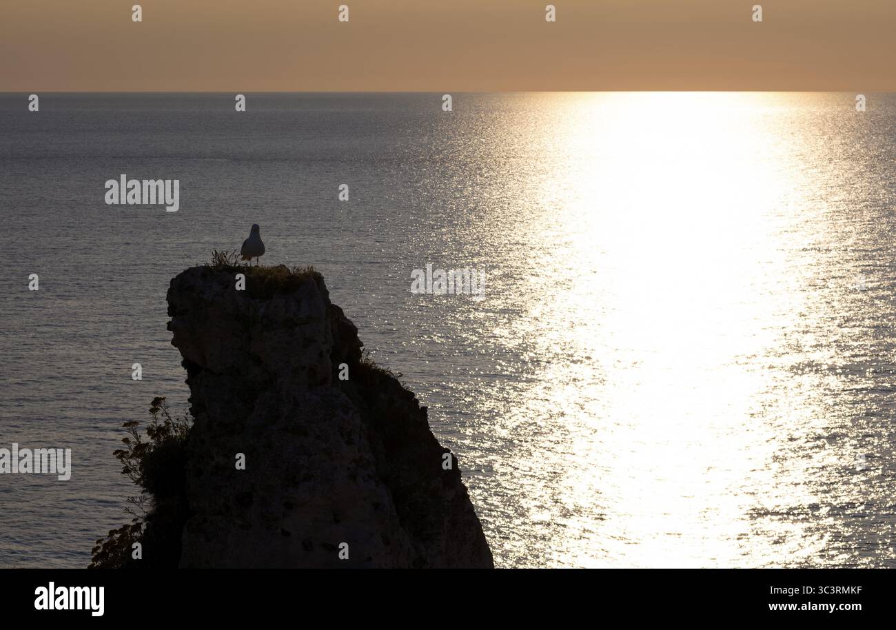 Goéland argenté (Larus argentatus) regardant le coucher du soleil, sur l'aiguille de roche aiguille, Etretat, mer, falaises, falaises, falaises de craie, côte d'albâtre, la Cote d'A. Banque D'Images