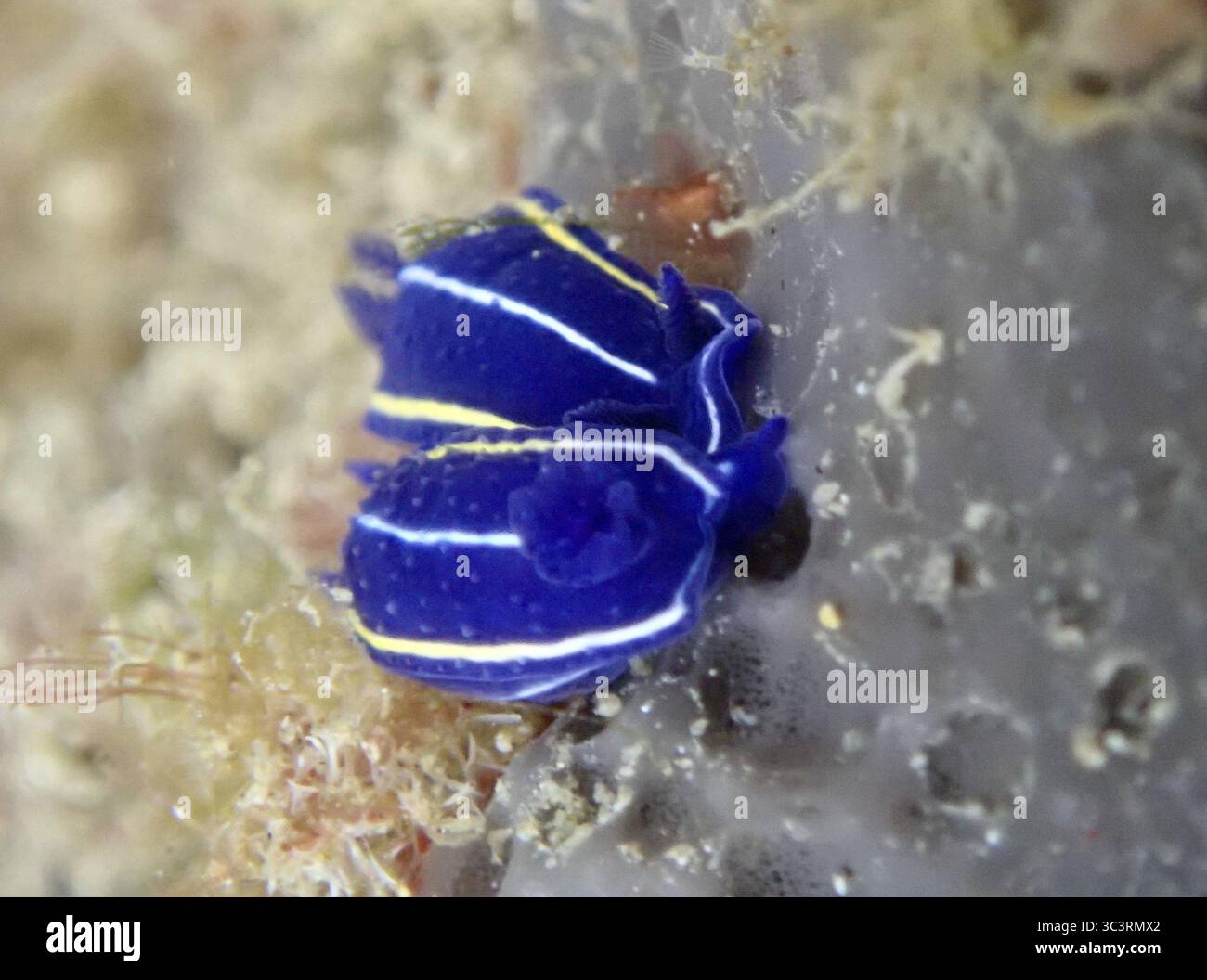 Petite nudibranche bleu vif, escargot étoilé Orsini (Felimare orsinii), avec des rayures jaunes et blanches sur une éponge de mer grise dans la mer Méditerranée près de H. Banque D'Images