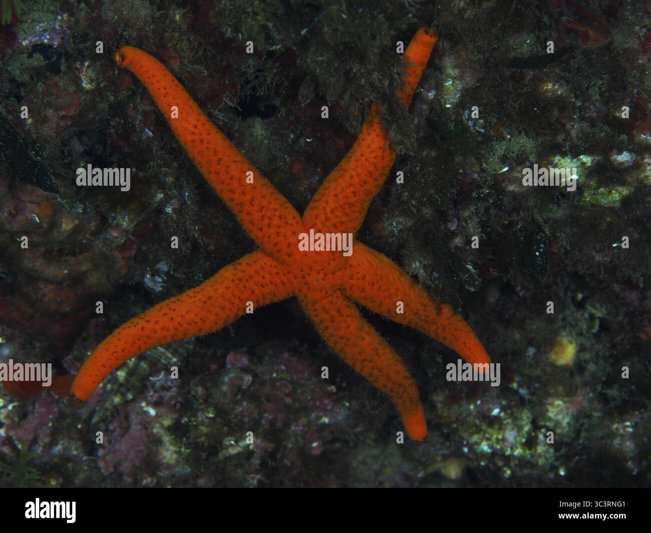 Une étoile de mer rouge (Echinaster sepositus) sur un sol rocheux dans la mer Méditerranée près de Hyères, site de plongée Peninsula Giens, Provence Alpes Cote d'Azur, F Banque D'Images