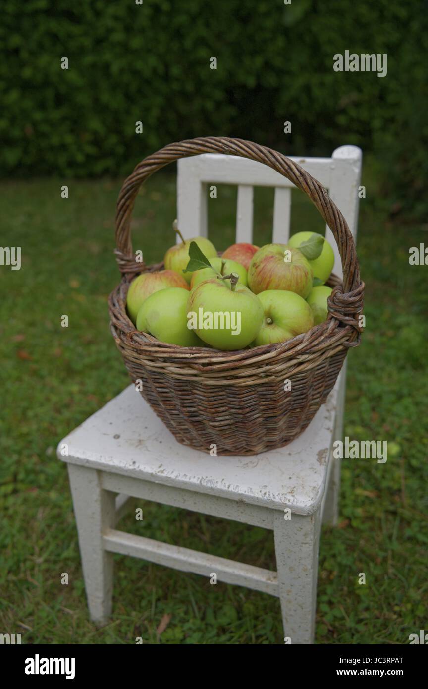Récolte de pommes, récolte de fruits, pomme James Grieve, variété de pommes, variété de fruits, parc naturel de la forêt souabe-franconienne, Schwaebisch Hall, Hohenloh Banque D'Images