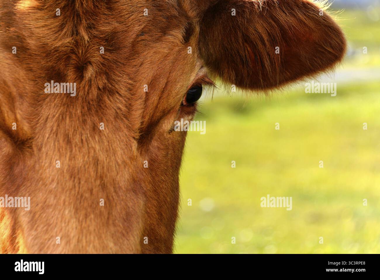 Gros plan de la tête et de l'oreille d'une vache brune sur une prairie verte, île de Skye, Écosse, Grande-Bretagne Banque D'Images